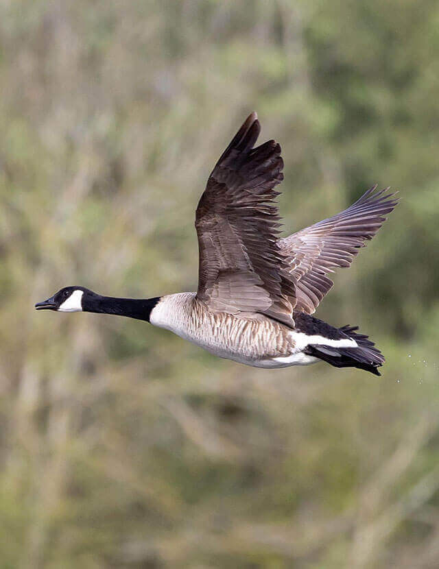 Hunting Activity Image 2