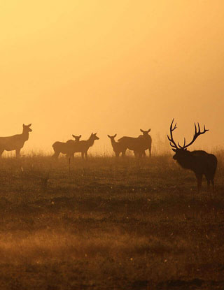 Hunting Activity Image 1