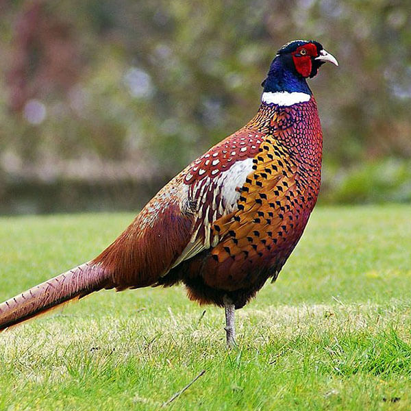 pheasant